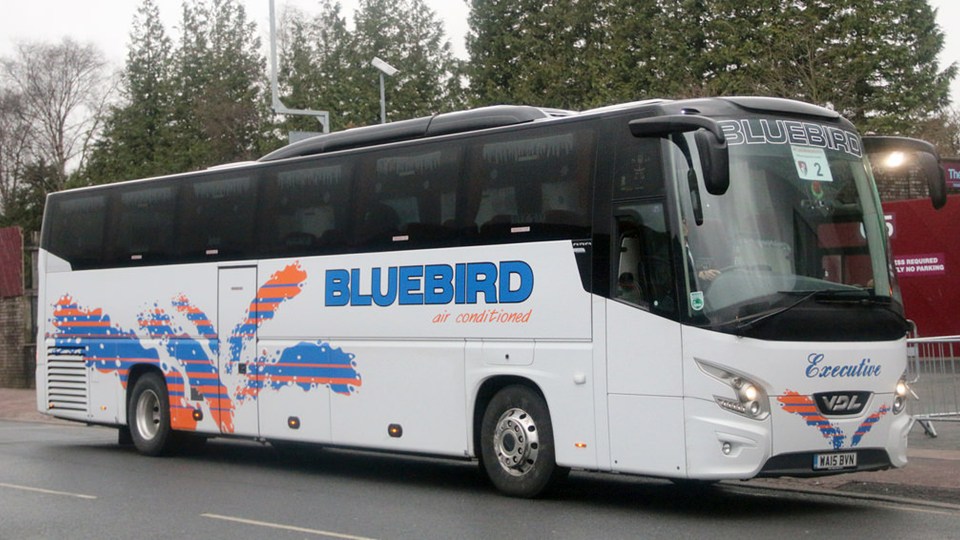 bluebird (3).jpg