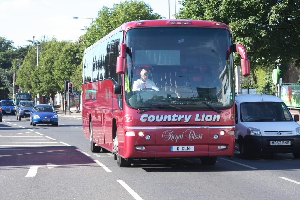 country lion (3).jpg